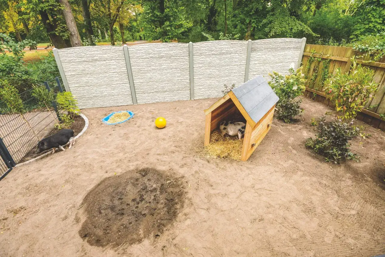 Zwei Schweine genießen ihren Auslauf. Eines erkundet den Sandboden, während das andere sich in seinem gemütlichen Holzhaus mit Stroh ausruht. Hier können Schweine privat gehalten werden.