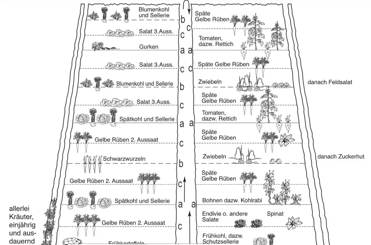 Gartenplan: Blumenkohl und Sellerie wachsen gut neben Gelben Rüben. Tomaten, Gurken und Zwiebeln sind ebenfalls abgebildet.