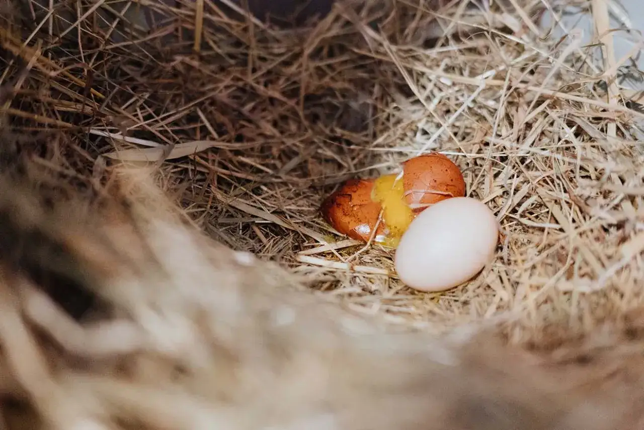 Ein zerbrochenes und ein ganzes Ei liegen im Nest. Das zerbrochene Ei zeigt den Dotter. Ein Windei Huhn hat vielleicht gerade sein Nest verlassen.