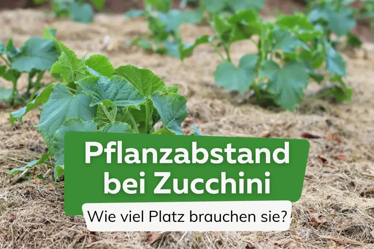Junge Zucchinipflanzen wachsen auf Mulch. Der richtige zucchini pflanzen abstand ist wichtig für gesunde Pflanzen.