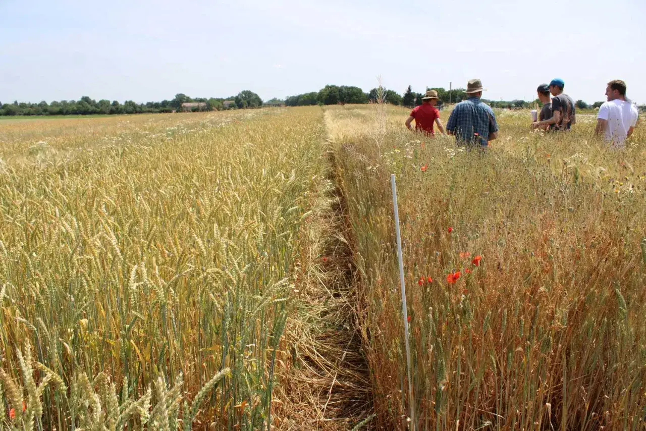 Feld mit zwei Getreidesorten: links hoher, gesunder durum weizen, rechts niedrigere, trockenere Pflanzen mit Mohnblumen.