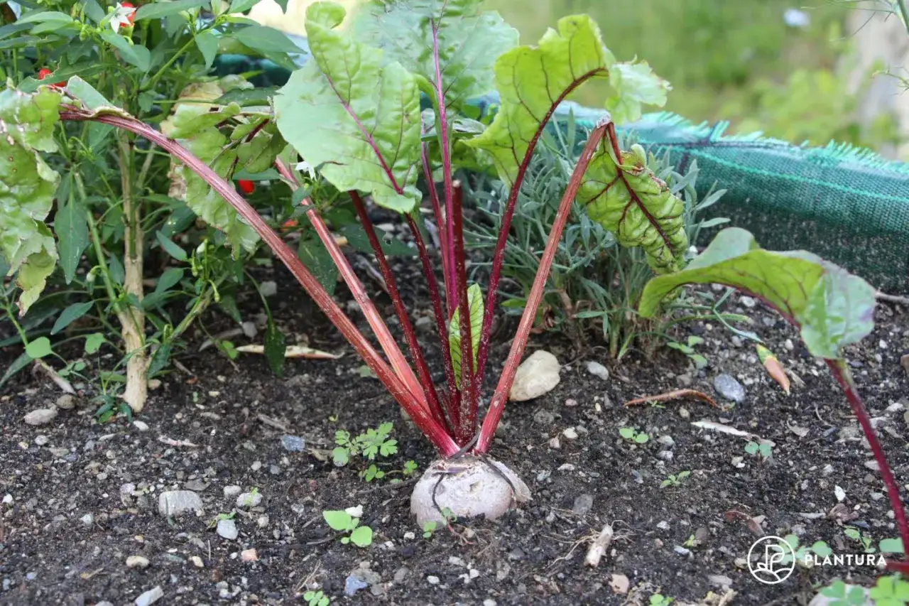Rote Bete Pflanzen mit kräftigen, roten Stielen und grünen Blättern wachsen im Garten.