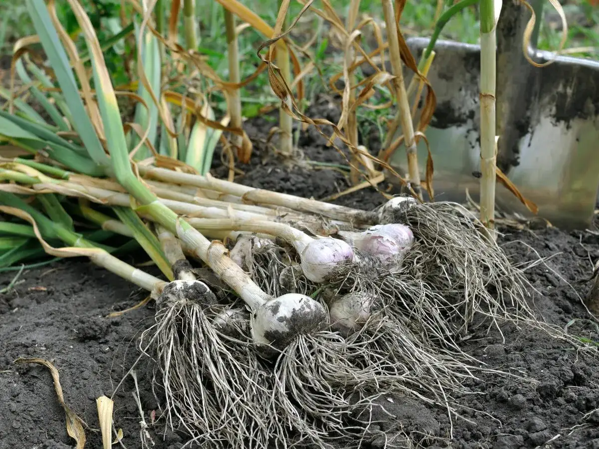 Frisch geernteter Knoblauch mit Wurzeln liegt im Boden. Ein Beweis dafür, dass Knoblauch selber pflanzen erfolgreich war.