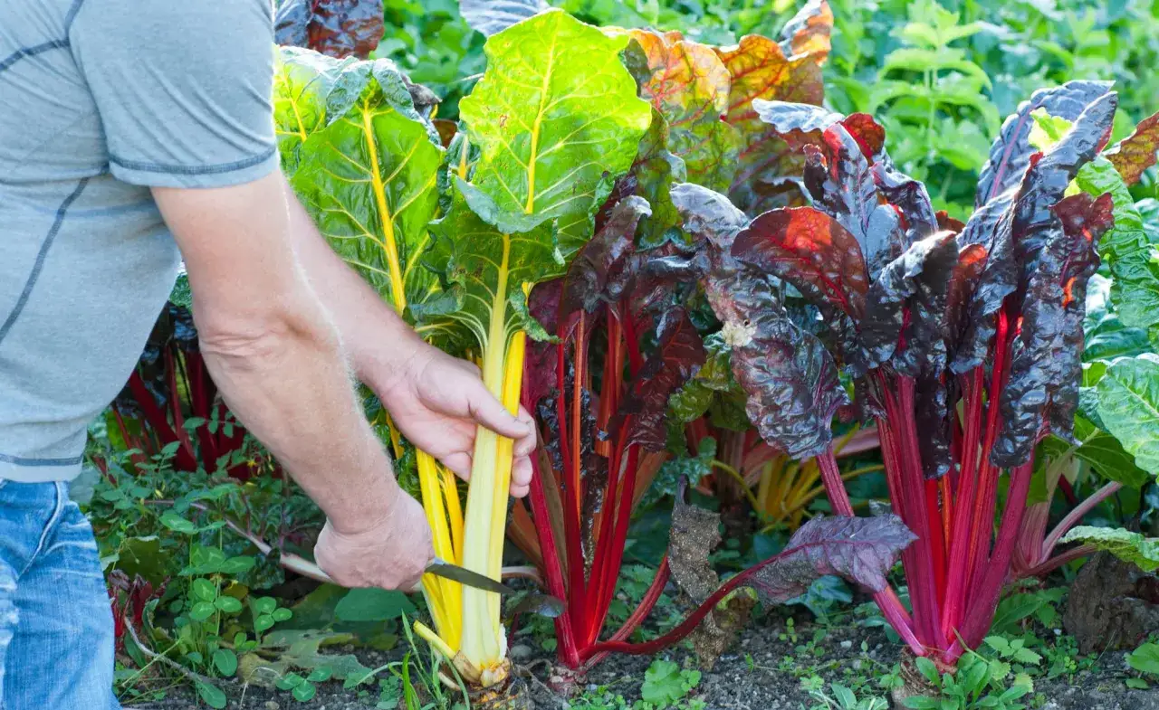 Mann erntet bunten Mangold im Garten. Die leuchtend roten und gelben Stiele sind bereit für die Küche.