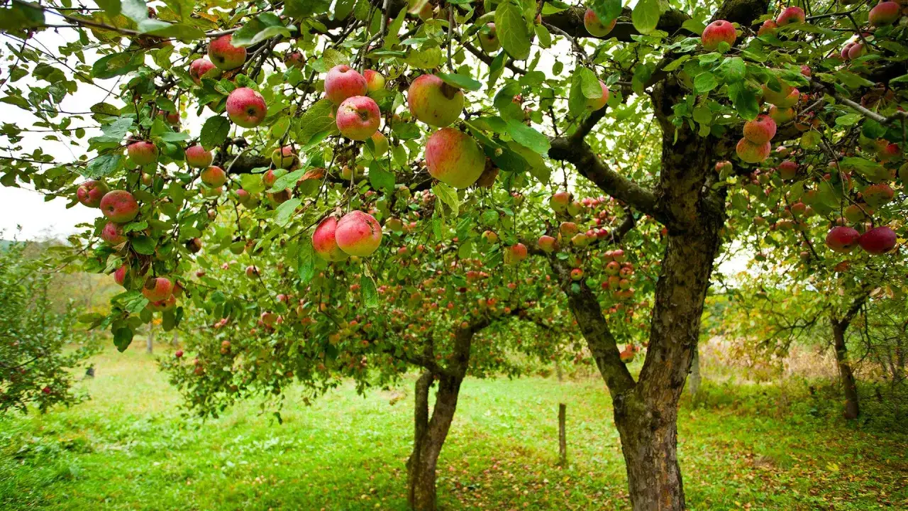 Reife Äpfel hängen an einem alten Apfelbaum. Ein weiterer Baum im Hintergrund deutet auf eine reiche Ernte hin, die man sich wünscht, wenn man einen Apfelbaum pflanzen möchte.