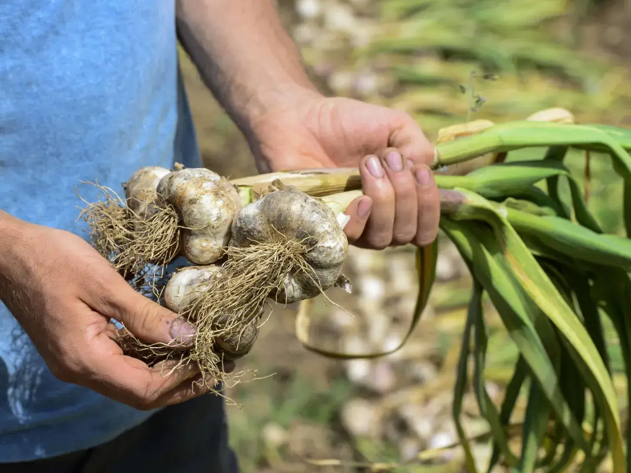 Hände halten frisch geernteten Knoblauch mit Wurzeln und grünen Blättern. Die Ernte ist erfolgreich.