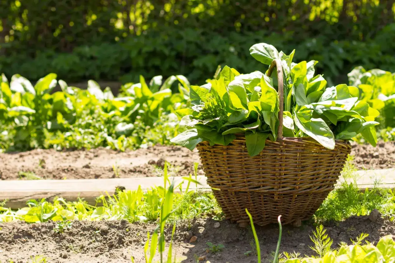 Frisch geernteter Spinat in einem Korb, bereit für die Küche. Das grüne Blattgemüse liegt im sonnigen Garten.