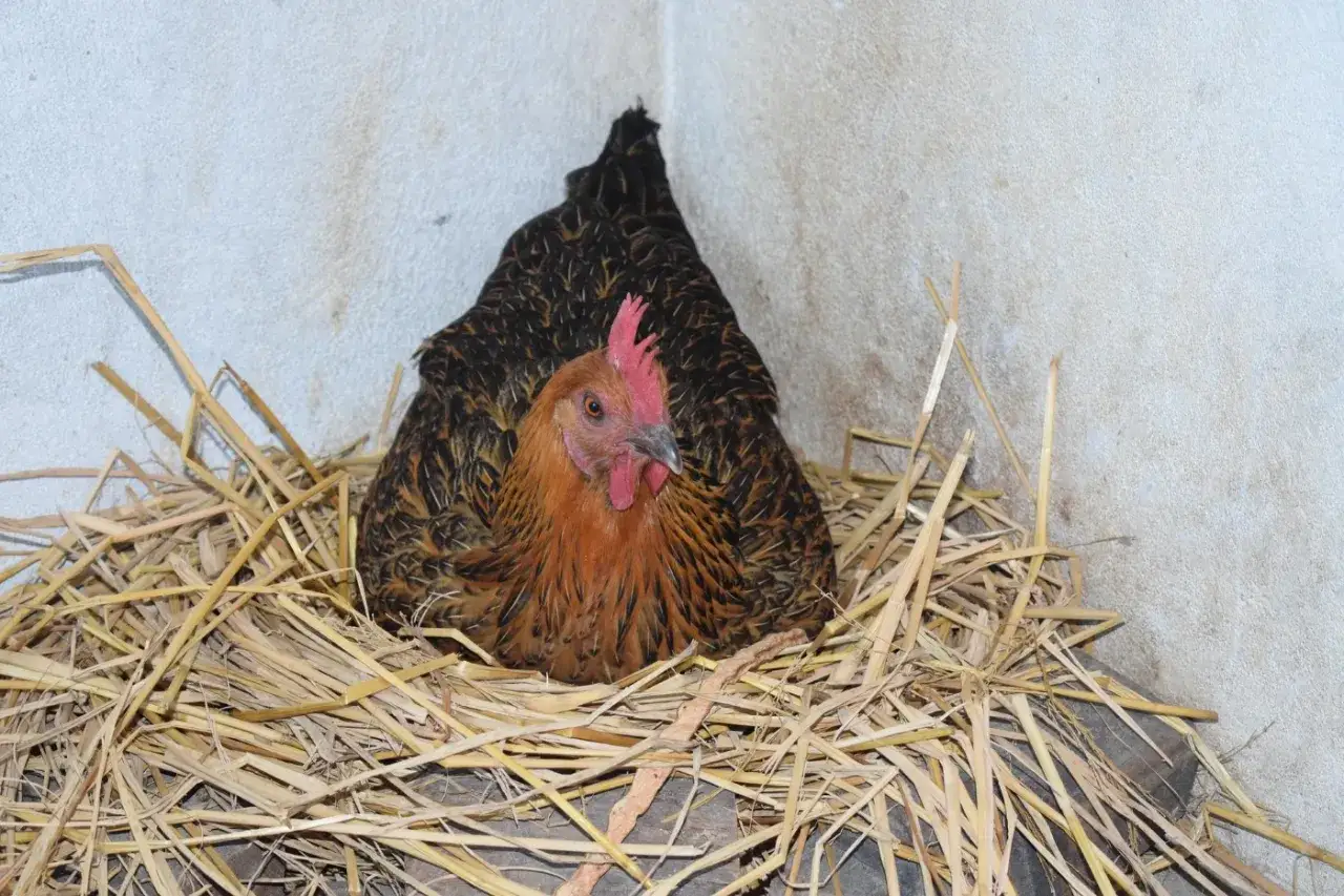 Ein braunes Huhn sitzt auf einem Nest aus Stroh, bereit, Eier auszubrüten.