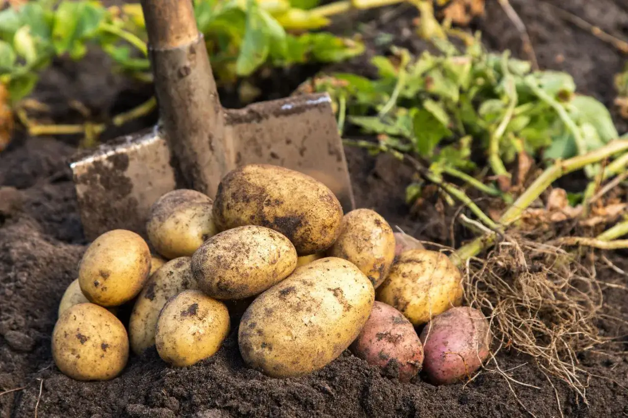 Frisch geerntete Kartoffeln liegen neben einer Schaufel im Erdreich. Sie sind gute Nachbarn für den Boden und liefern uns wertvolle Nährstoffe.