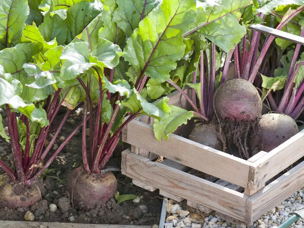 Frisch geerntete rote Bete liegt in einer Holzkiste. Die Blätter sind noch grün und saftig, ein Zeichen für die rote Bete erntezeit.