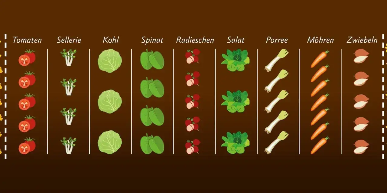 Schema für Mischkultur: Tomaten, Sellerie, Kohl, Spinat, Radieschen, Salat, Porree, Möhren und Zwiebeln sind in Reihen angeordnet.
