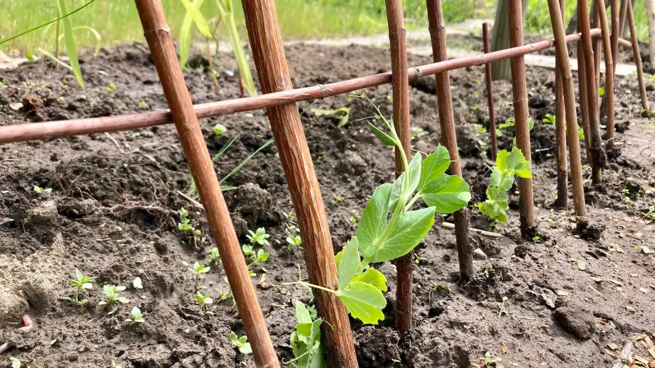 Junge zuckererbsen ranken sich an Holzstäben empor. Der ideale zuckererbsen standort im Garten.