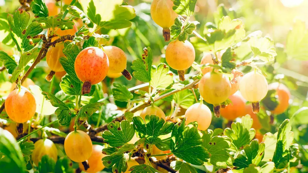 Reife Stachelbeeren hängen an einem sonnenbeschienenen Strauch. Der ideale stachelbeere standort ist sonnig und geschützt.