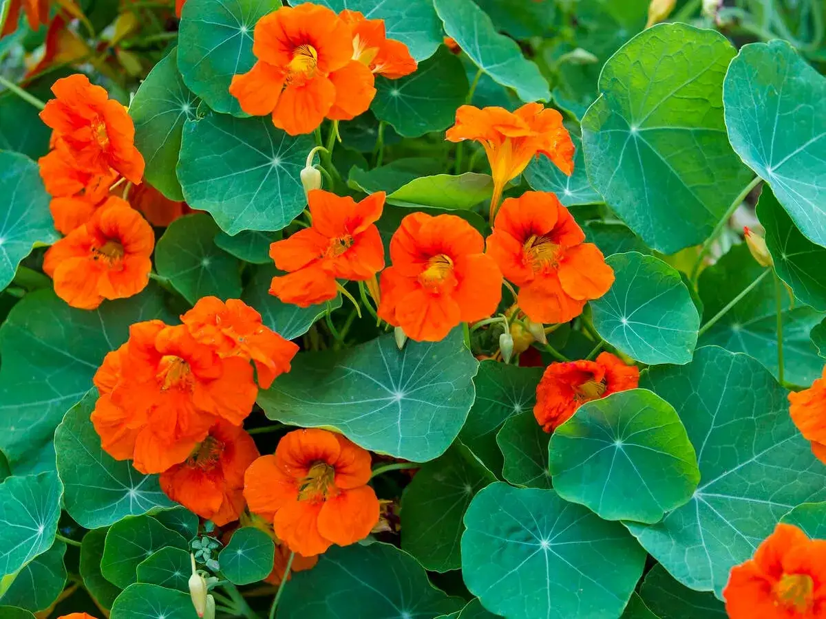 Leuchtend orange Blüten der großen Kapuzinerkresse inmitten von runden, grünen Blättern.