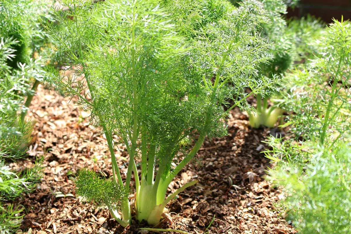 Fenchelpflanzen im Garten, die zeigen, wie gute Nachbarn zusammen wachsen.