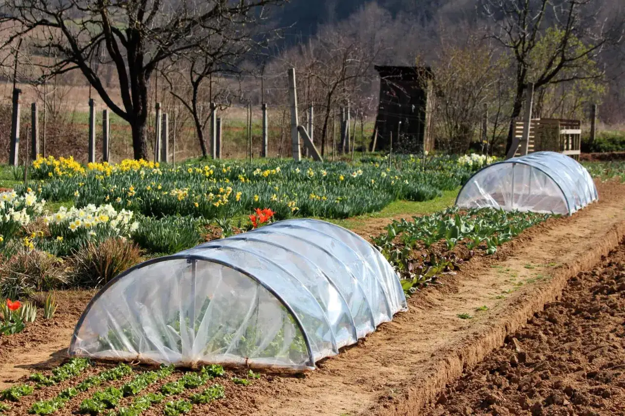 Frühlingsgarten mit Narzissen und zwei Folientunneln, die zeigen, dass Gurken Regenschutz brauchen.