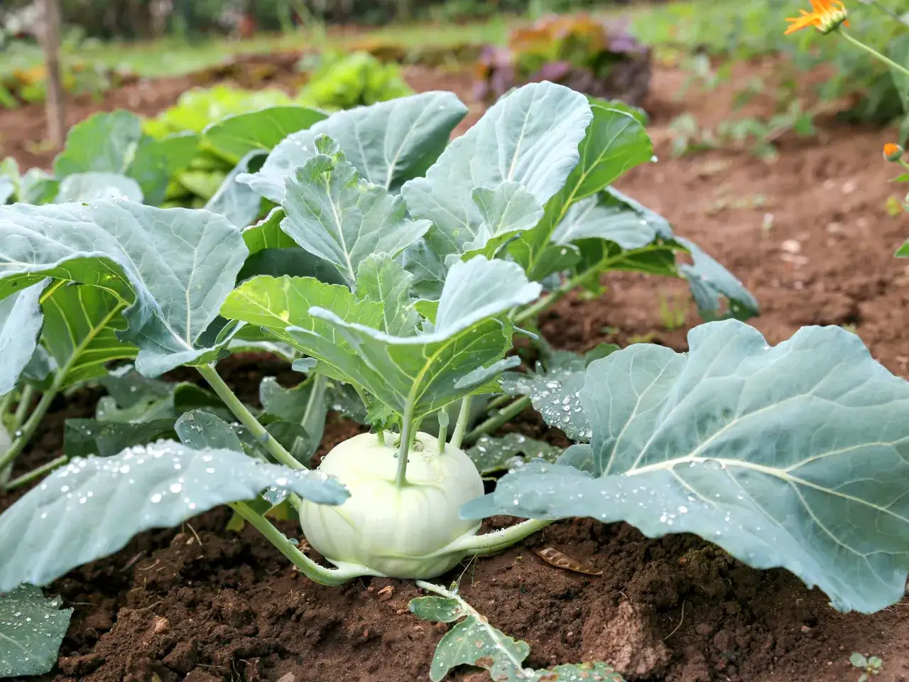 Frisch gewachsene Kohlrabi pflanzen mit großen, taufrischen Blättern im Beet.