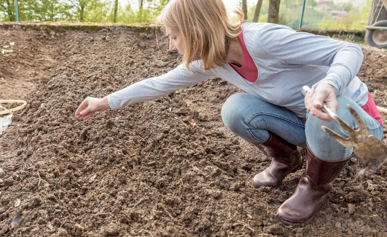 Frau kniet im Garten und sät Erbsen vor. Sie hält eine kleine Harke und legt Samen in die Erde.