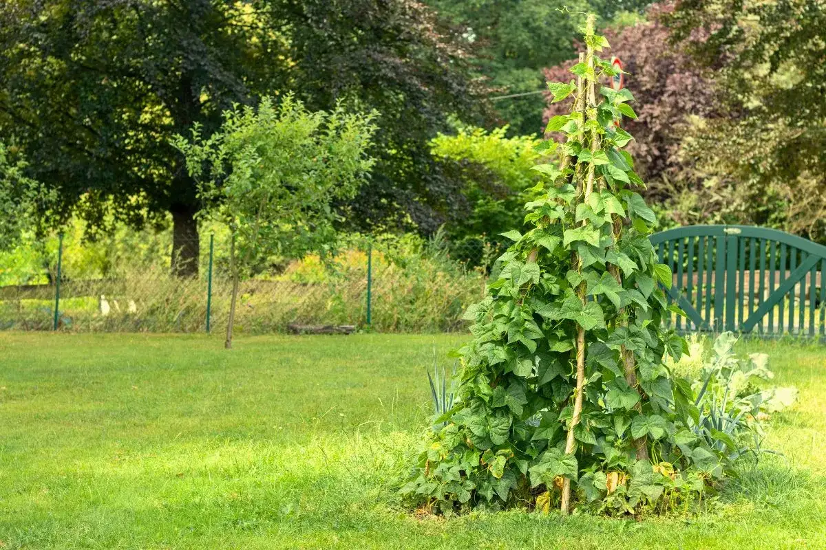 Ein hoher Stützpfahl, umgeben von üppig wachsenden Stangenbohnen, zeigt, wie man erfolgreich Stangenbohnen anbauen kann. Im Hintergrund ein grüner Garten.