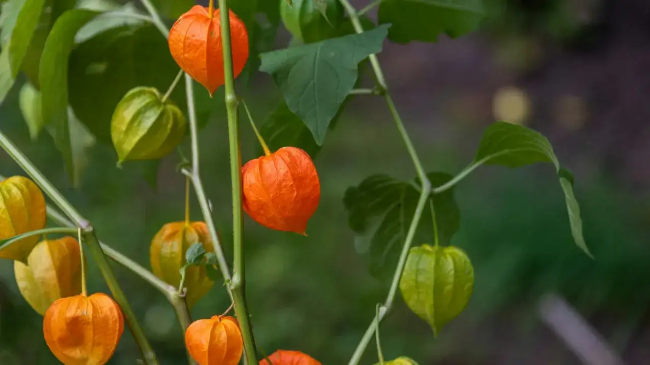 Reife und unreife Früchte der Physalis-Pflanze hängen an grünen Stielen. Die leuchtend orangen Früchte sind von papierartigen Hüllen umgeben.