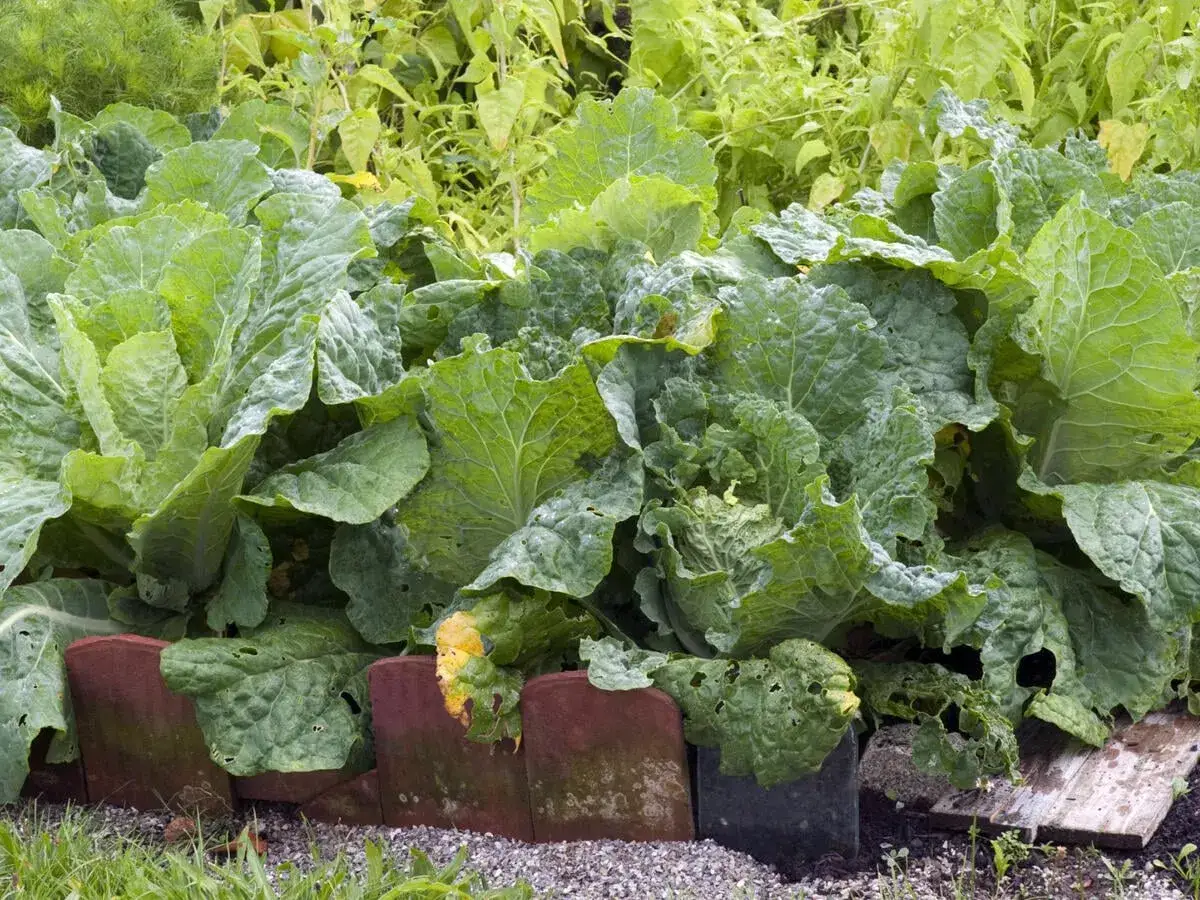 Frisch gewachsene Chinakohl Pflanzen im Garten, bereit für die Ernte.