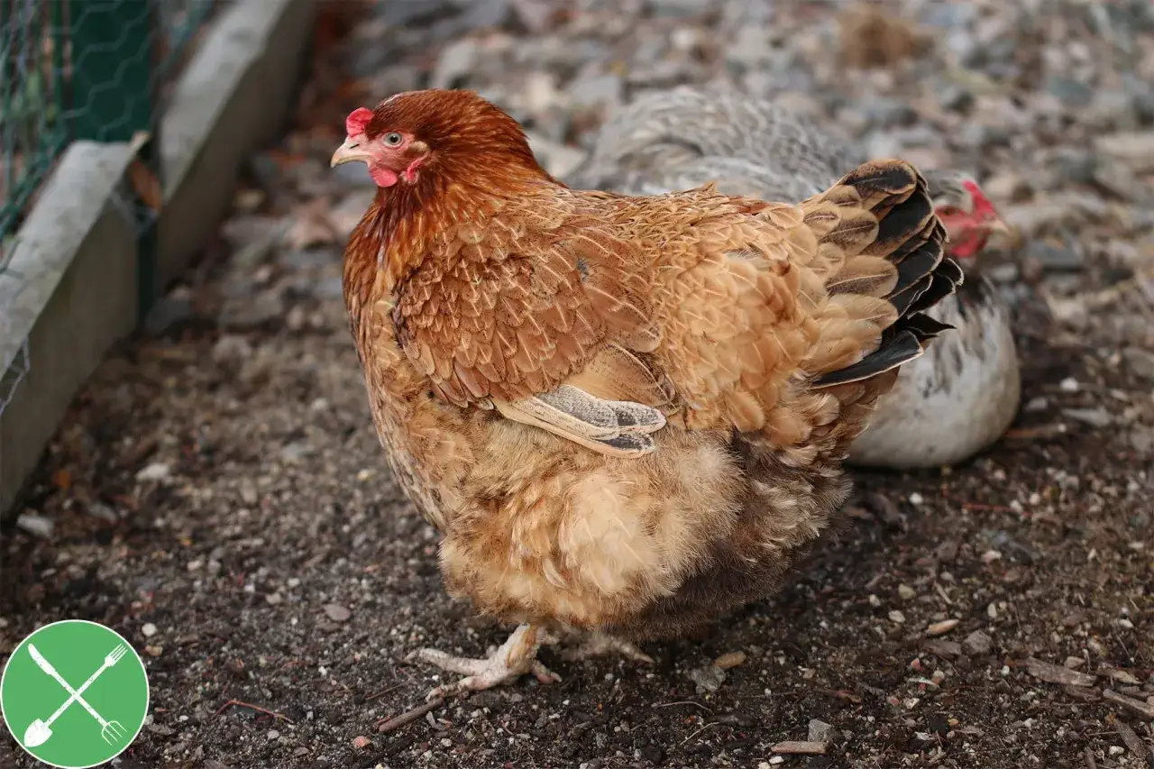 Ein braunes Huhn der Rasse Lohmann Brown steht im Gehege.