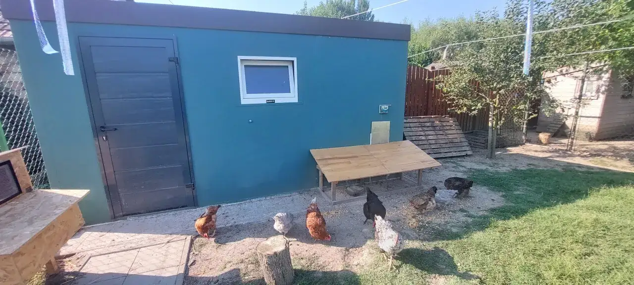 Ein blaues Gartenhaus dient als Stall für Hühner, die auf dem sandigen Boden picken.