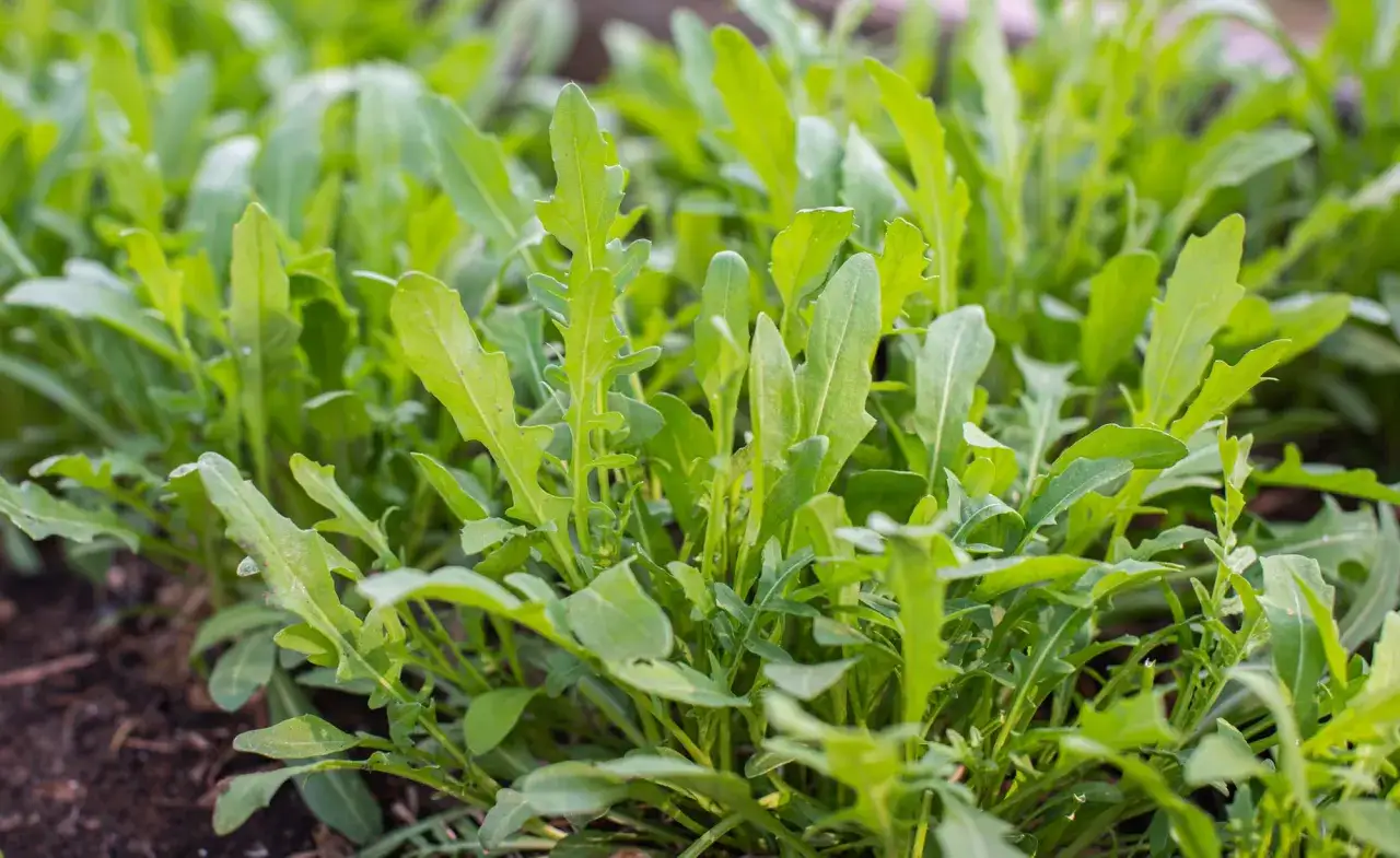 Frischer Rucola wächst dicht im Beet, bereit zum Rucola ernten für einen würzigen Salat.