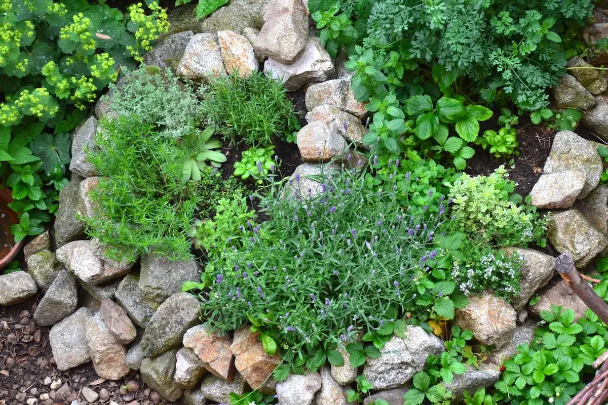 Ein Steingarten mit verschiedenen Kräutern, darunter Lavendel und Thymian. Die vielfältige Thymian Verwendung zeigt sich in diesem Kräuterbeet.