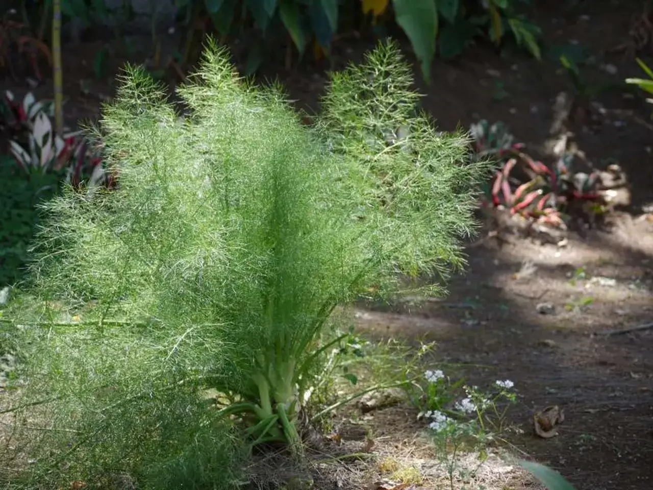 Ein üppiger Busch mit feinen, grünen Blättern, der an dill pflanzen erinnert, steht im Schatten. Kleine weiße Blüten wachsen am Boden.