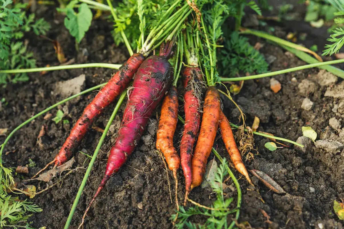 Frisch geerntete Karotten, teils dunkelrot, teils orange, liegen im Erdreich. Die grünen Blätter ragen nach oben. Ein Zeichen für erfolgreiche Karotten pflanzen.