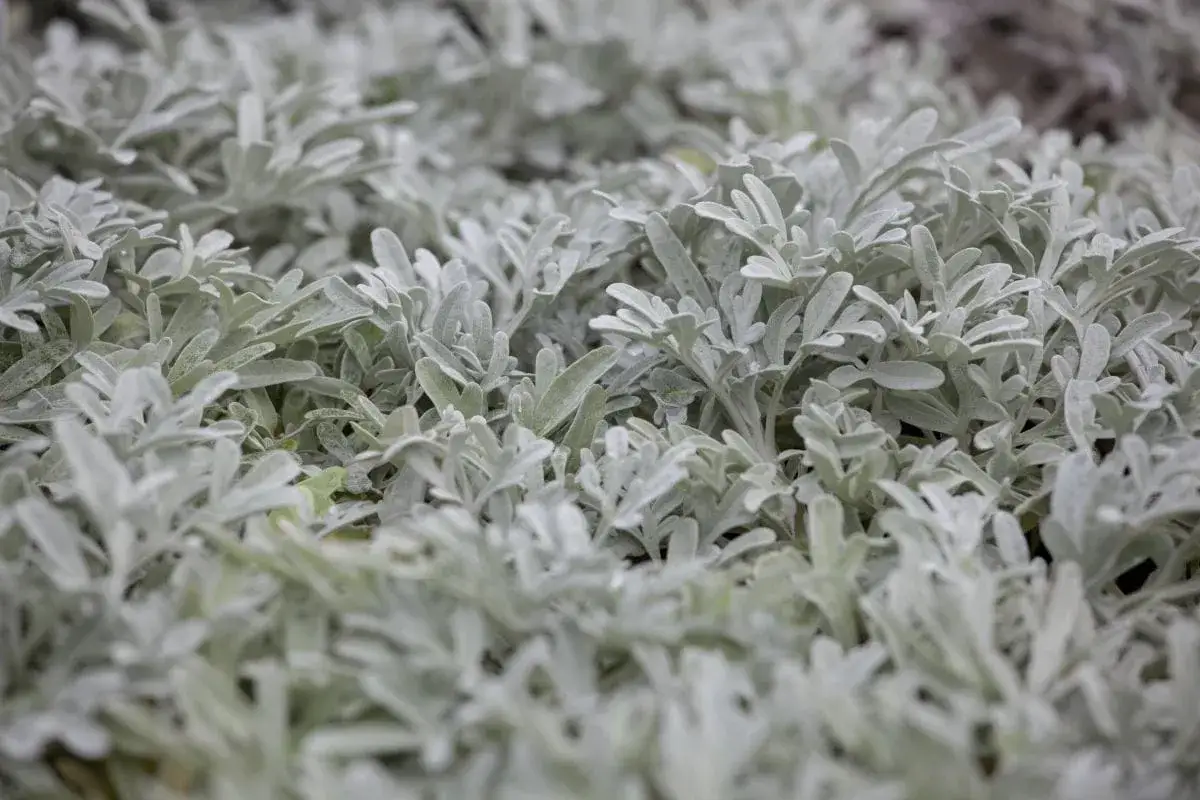 Silberne Blätter eines Wermut-Strauchs, der sich im Garten ausbreitet. Was ist Wermut? Eine aromatische Pflanze, bekannt für ihren bitteren Geschmack.