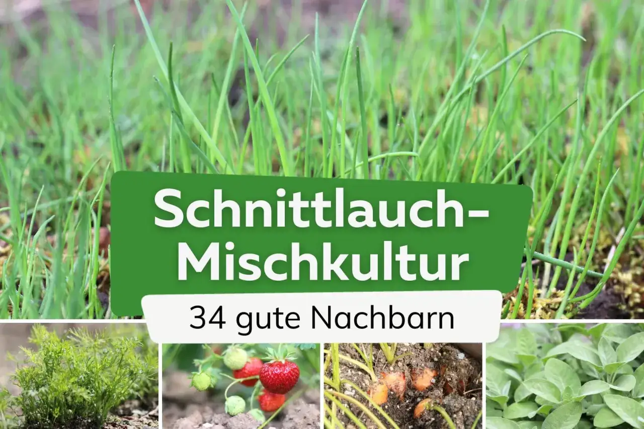 Schnittlauch-Mischkultur: 34 gute Nachbarn. Kleine Bilder zeigen Karotten, Erdbeeren, Dill und Salbei.