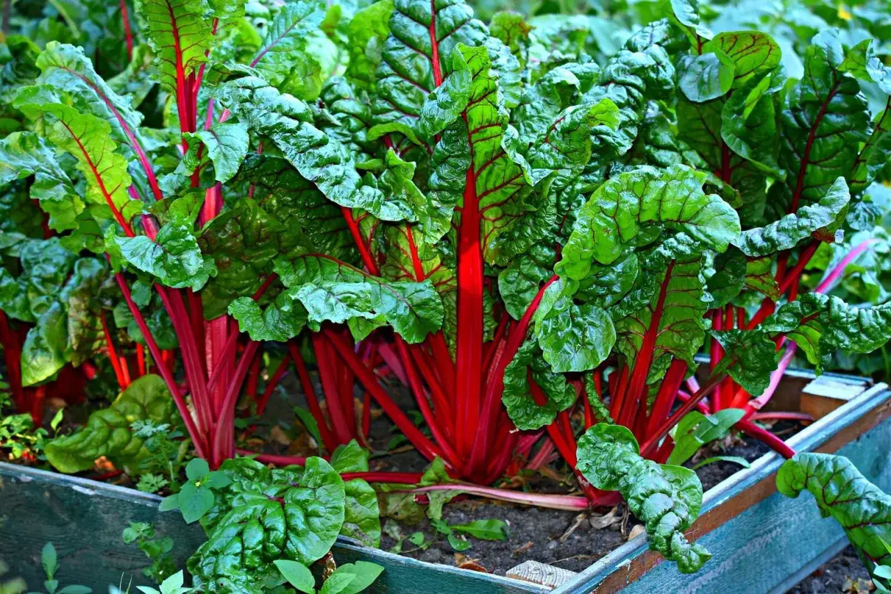Leuchtend rote Stiele und grüne Blätter von Mangold im Beet. Diese gesunden Pflanzen sind gute Nachbarn für viele andere Gemüsesorten.