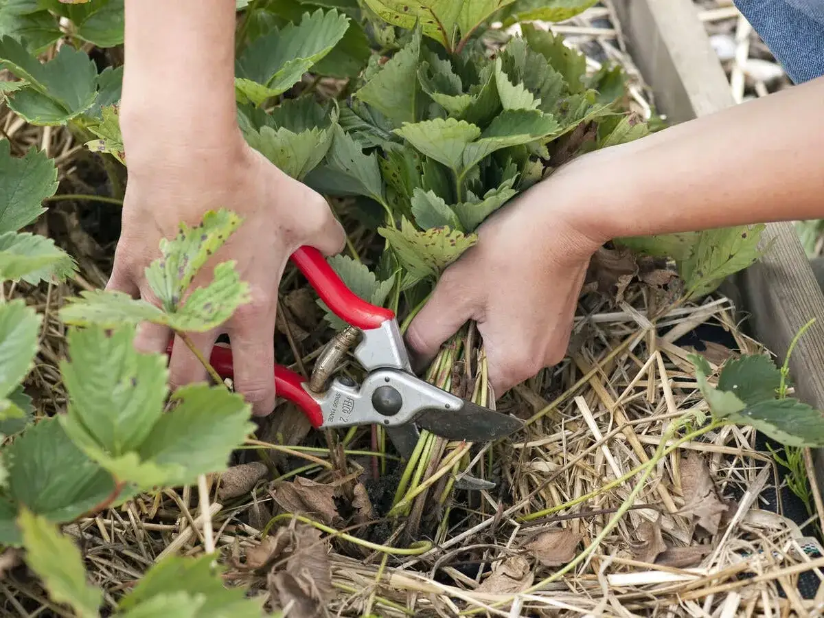 Hände schneiden Erdbeerpflanzen mit roten Gartenscheren. Die grünen Blätter und das Stroh sind gut sichtbar.