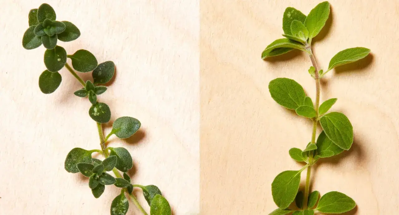 Zwei Kräuterzweige: links Thymian mit kleinen, runden Blättern, rechts Majoran mit größeren, ovalen Blättern. Der thymian majoran oregano unterschied wird deutlich.