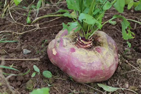 Rüben anbauen - So gelingt die perfekte Ernte im Garten!