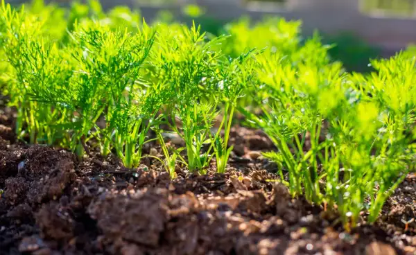 Junge Dillpflanzen wachsen im Sonnenlicht. Das Vorziehen von Dill im Garten ist ein schöner Anblick.