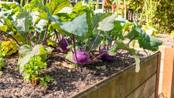 Lila Kohlrabi wachsen im Hochbeet. Sie sind gute Nachbarn für Kartoffeln, da sie sich gegenseitig vor Schädlingen schützen.