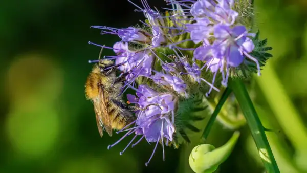 Eine Biene sammelt Nektar auf einer Phacelia-Blüte. Die Phacelia-Aussaat ist ein Paradies für Insekten.