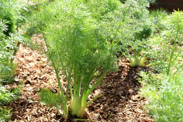 Fenchelpflanzen im Garten, die zeigen, wie fenchel gute nachbarn für andere Pflanzen sind.