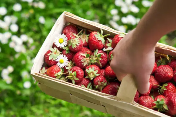 Ein Korb voller reifer Erdbeeren, geschmückt mit Gänseblümchen. Die Erdbeerpflanze hat süße Früchte hervorgebracht.