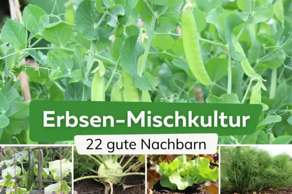 Erbsen-Mischkultur: Gurken, Kohlrabi, Salat und Fenchel sind gute Nachbarn für Erbsen.