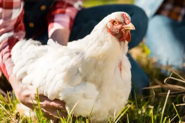 Ein weißes Huhn, das nicht mehr laufen kann, wird von einer Person im Gras gehalten.