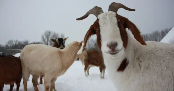 Neugierige ziegen im winterlichen Schnee. Eine Ziege mit braunen Flecken blickt direkt in die Kamera, während andere im Hintergrund stehen.