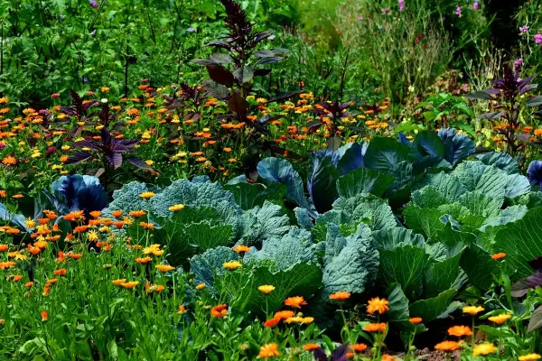 Ein bunter Garten mit Kohlköpfen, orangefarbenen Blumen und dunklem Blattgemüse. Hier wachsen die guten Nachbarn im Einklang.