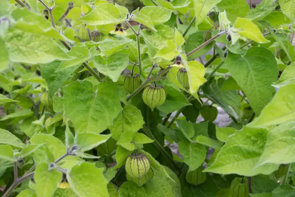 Grüne, papierartige Hüllen umgeben die Früchte einer Physalis-Pflanze, die von üppigem Laub umrahmt wird.