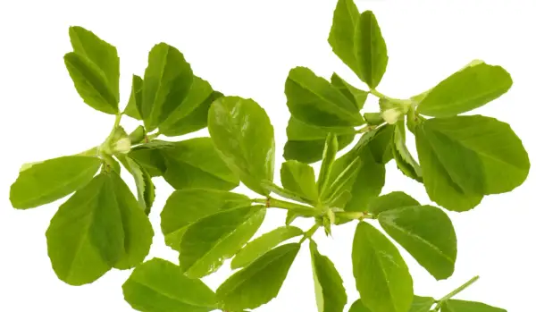 Zwei Zweige mit leuchtend grünen Blättern. Bockshornklee ist bekannt für seine positive Wirkung auf die Leber.