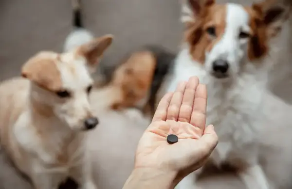 Hand hält Kohletablette für Hunde. Die richtige kohletabletten huhn dosierung ist wichtig für die Gesundheit.