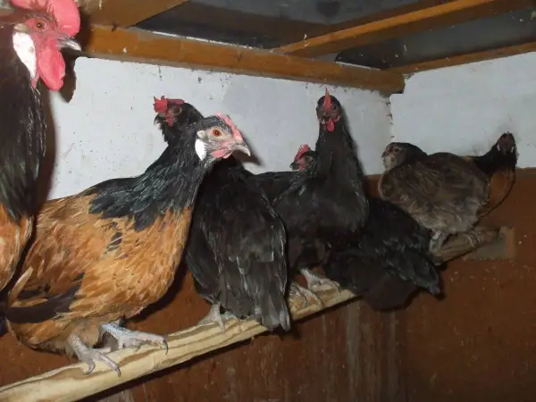 Mehrere Hühner, einige braun-schwarz, andere schwarz, sitzen auf einer Sitzstange in einem Stall.